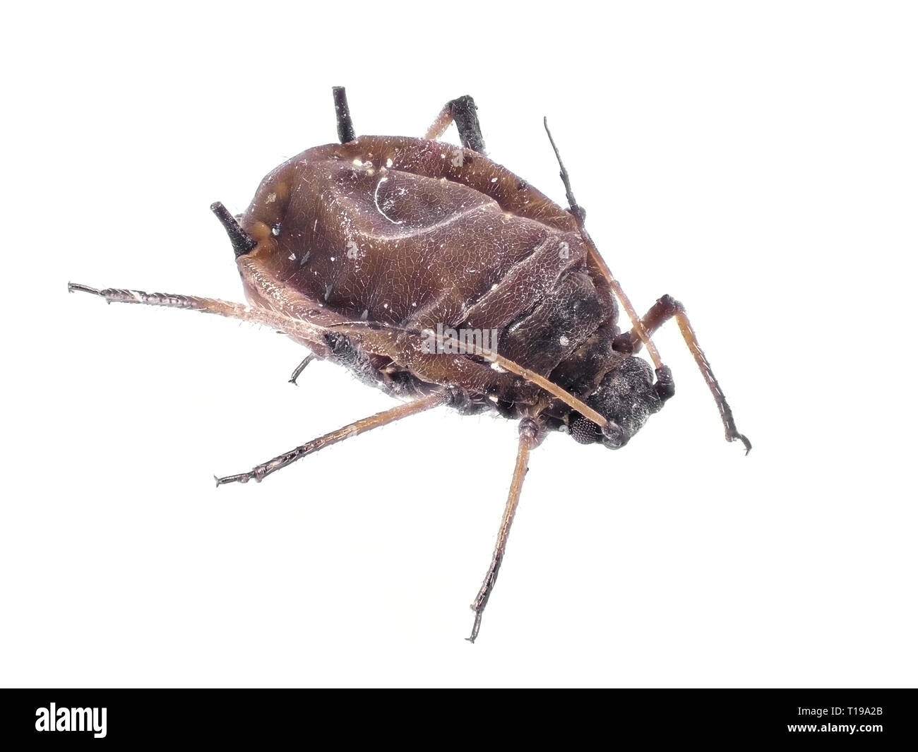 Afide di piccole dimensioni, la lunghezza del corpo circa 1.6mm Foto Stock