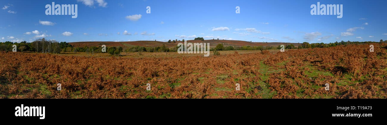 Panorama della brughiera, alberi e felci in autunno a New Forest, Inghilterra. Foto Stock