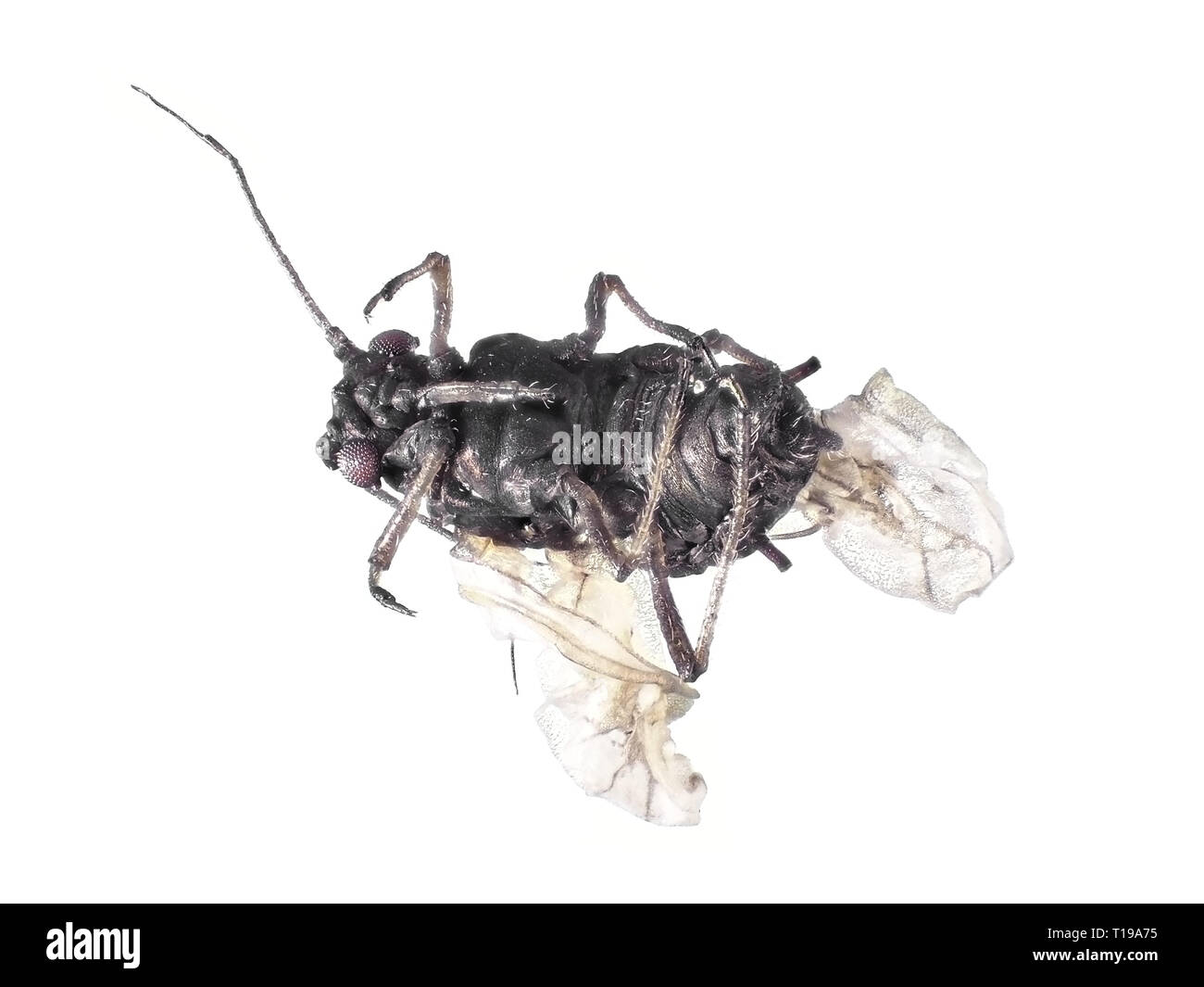 Extreme fotografia macro (al microscopio) di un afide alato, trovato già morto su carota foglie di piante nello stato di Washington, USA Foto Stock