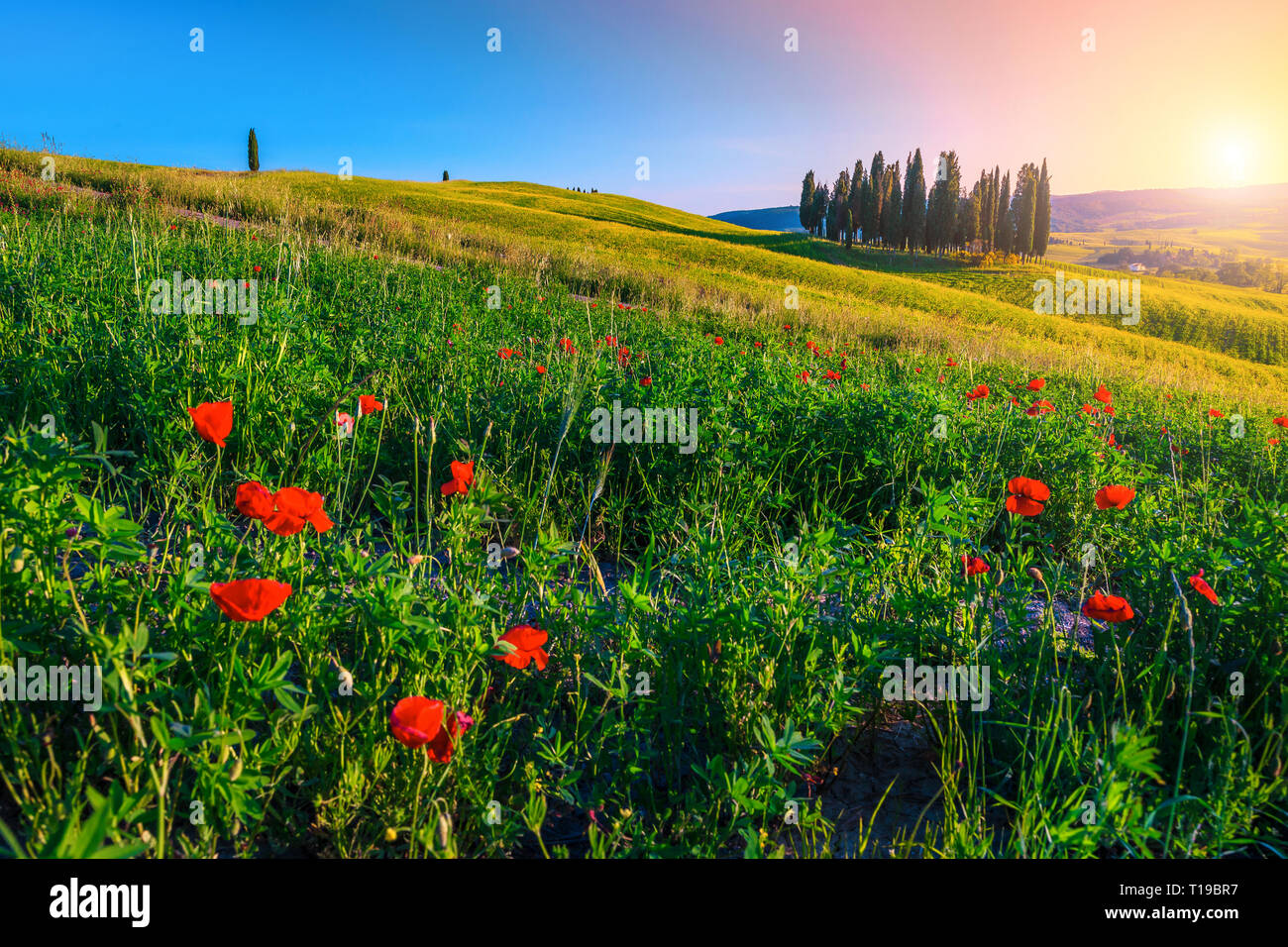 Natura spettacolare paesaggio con tramonto colorato di luci. Splendida estate campi di grano con fiori. Cipressi e papavero rosso al tramonto in Tusca Foto Stock