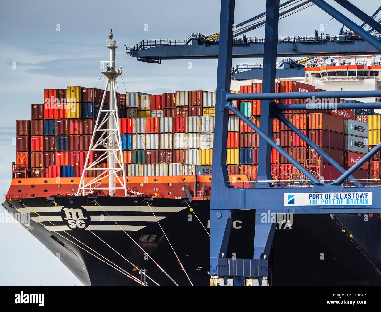 Il commercio britannico UK Trade - MSC Maya contenitore nave carica e scarica i contenitori a Felixstowe, Regno Unito il contenitore più grande porto. Foto Stock