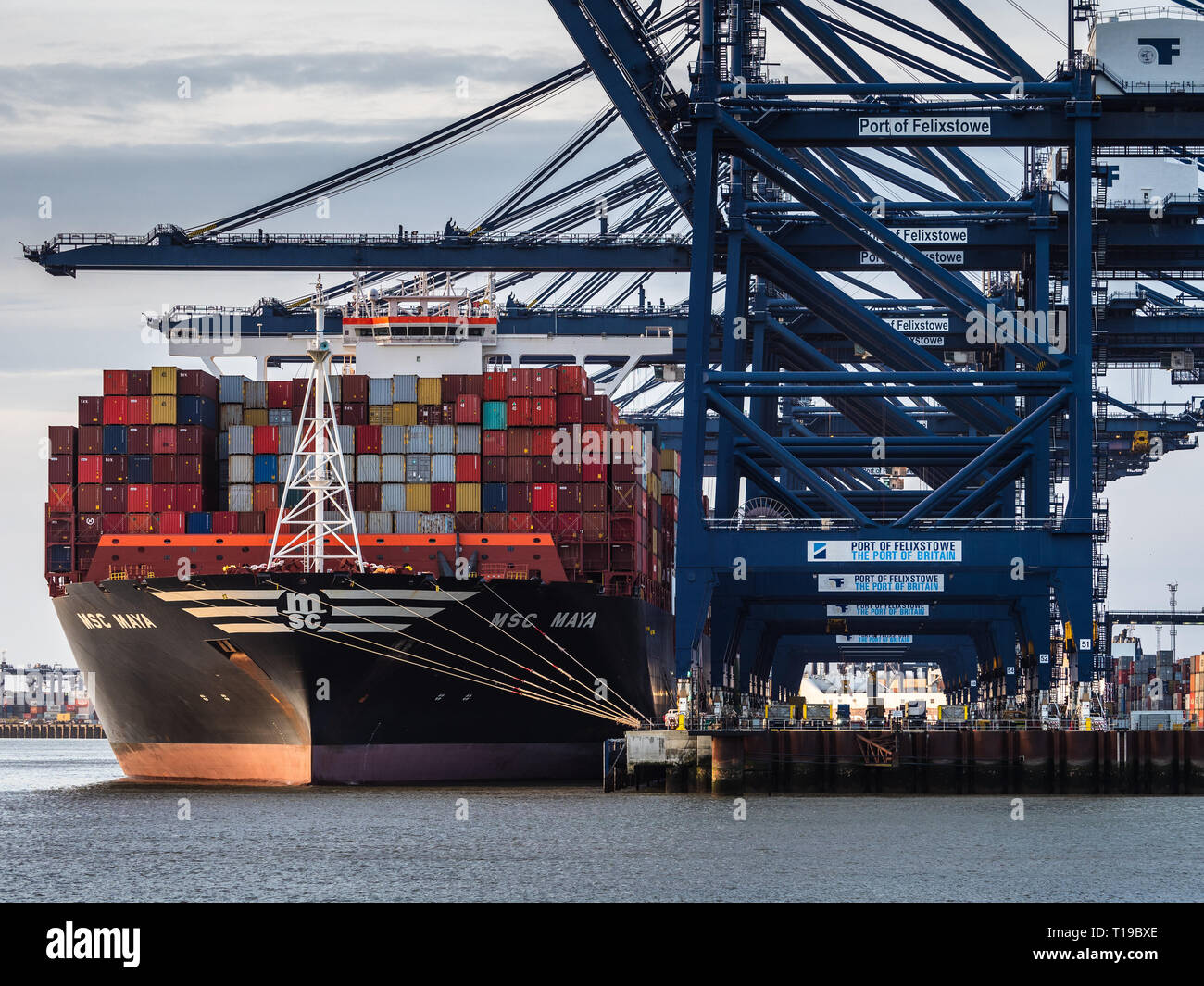 Il commercio britannico UK Trade - MSC Maya contenitore nave carica e scarica i contenitori a Felixstowe, Regno Unito il contenitore più grande porto. Foto Stock