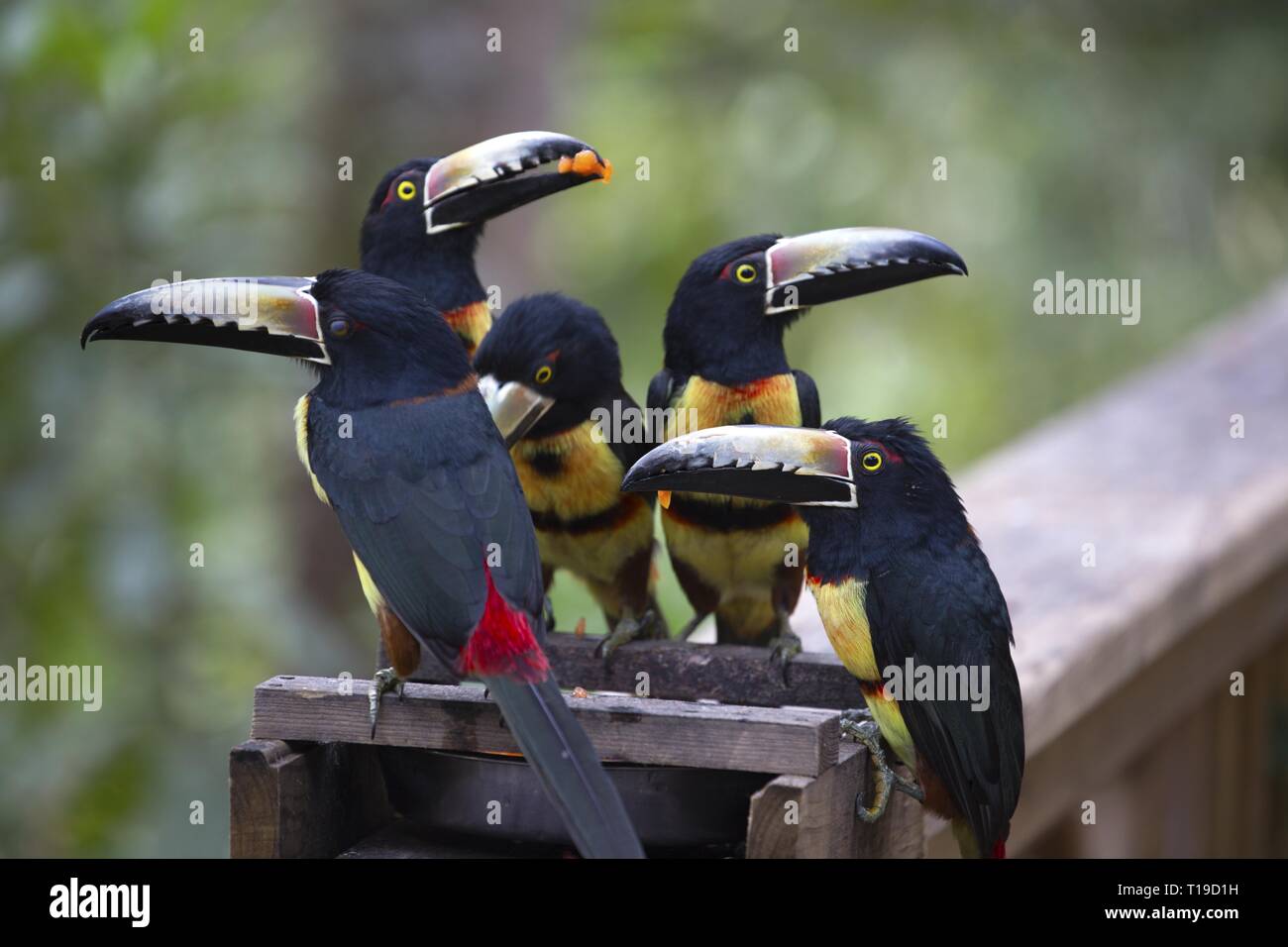 Gruppo di chiglia fatturati Toucan uccelli (Ramphastos sulfuratus o Rainbow fatturati Toucan) Alimentazione in Macaw Mountain riserva naturale vicino a Copan Honduras Foto Stock
