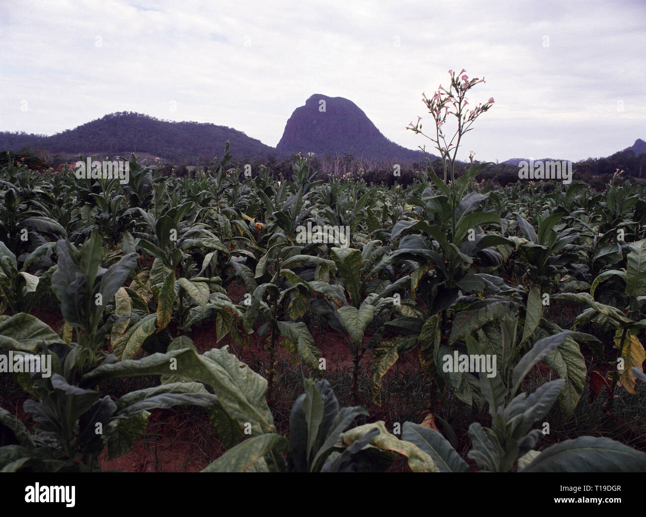 Australia. Queensland. La piantagione di tabacco con la Glasshouse Mountains in background. Foto Stock