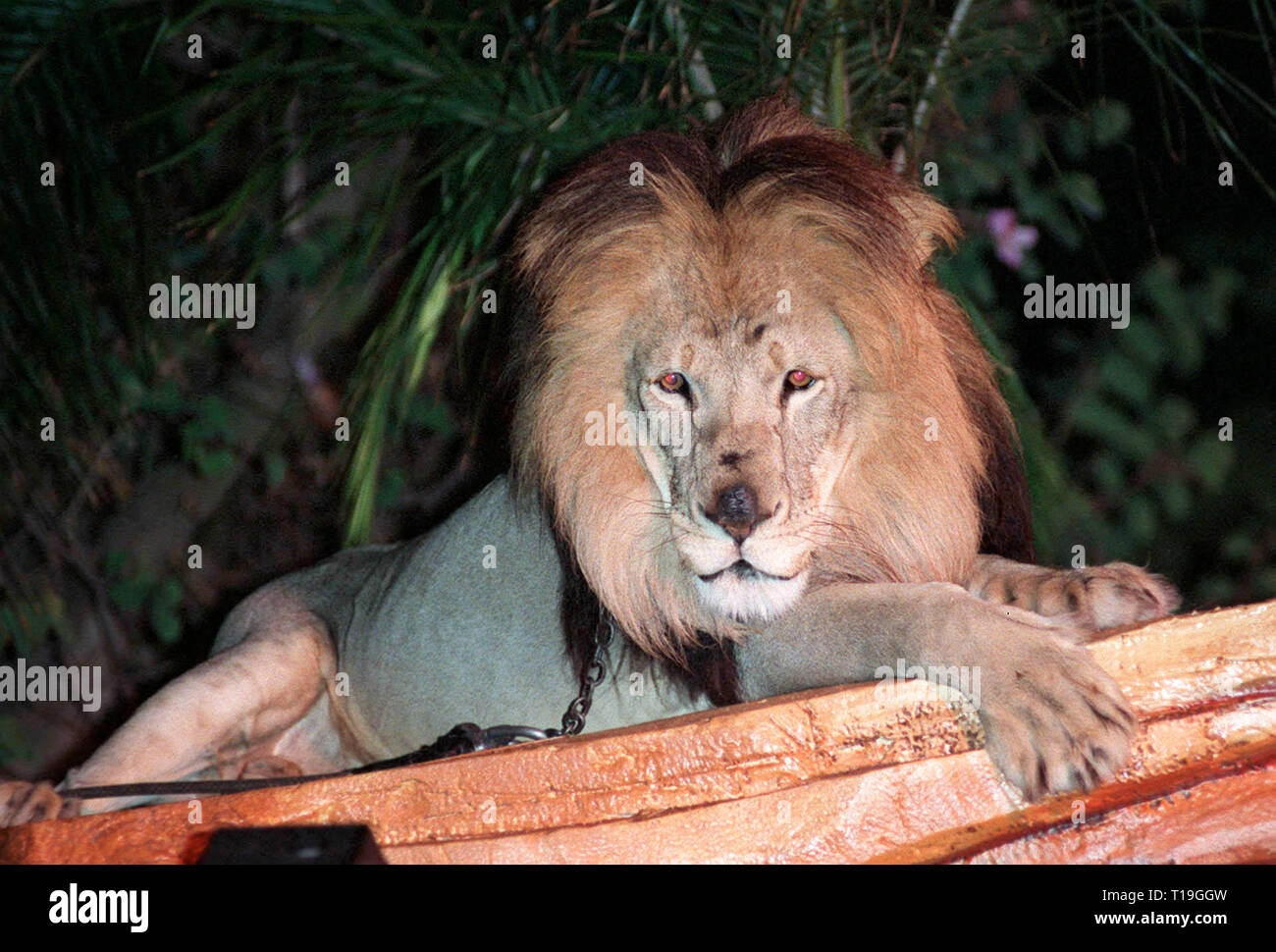 LOS ANGELES, CA - Ottobre 20, 1998: Leone alla premiere mondiale del nuovo video di Disney "Il Re Leone II: Simba orgoglio dell'. Foto Stock