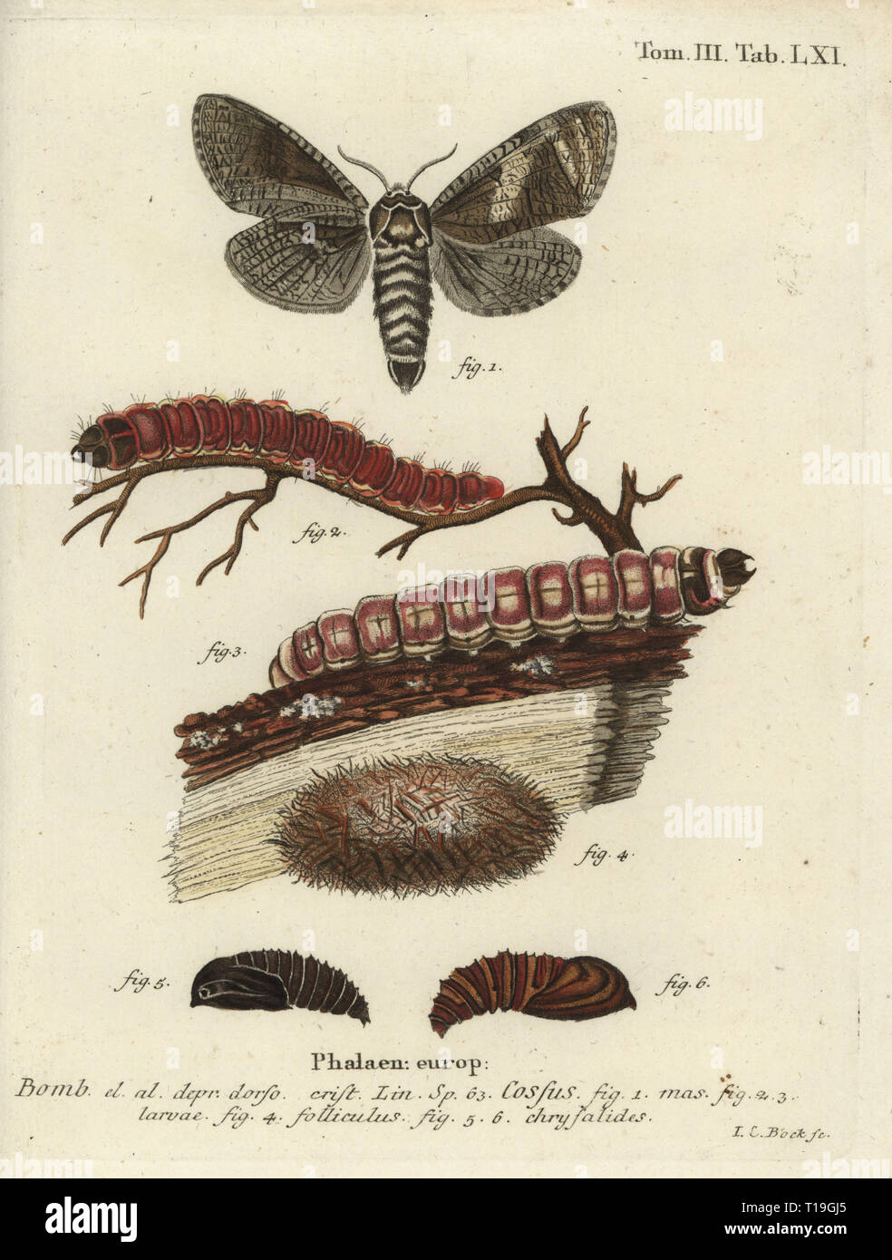 Goatmoth, Cossus cossus. Cossus Phalaena. Handcolored incisione su rame di Johann Carl Bock da Eugenio Johann Christoph Esperâ€™s Die Schmetterlinge in Abbildungen nach der Natur, Erlangen, 1786. Foto Stock