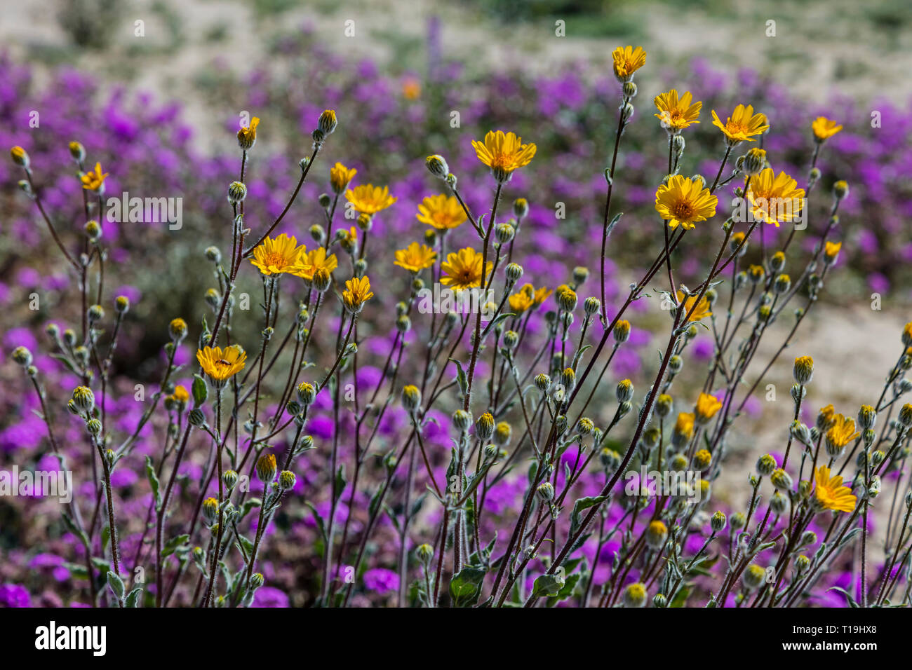 Deserto Il Girasole (Geraea canescens) fiorisce in ANZA BORREGO Desert State Park durante un super bloom - California Foto Stock