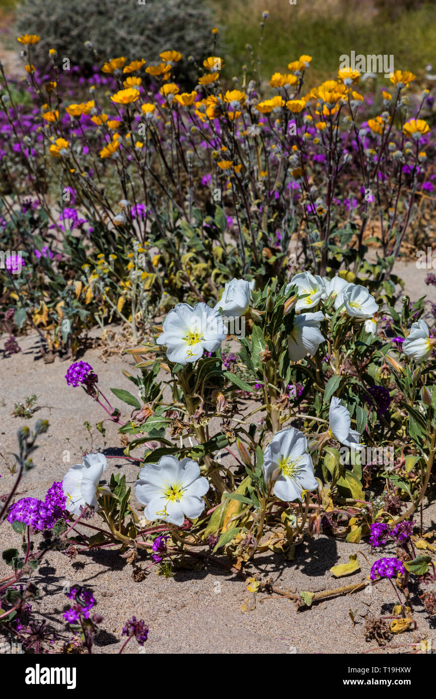 Deserto Il Girasole (Geraea canescens) e California Evening Primerose (oenothera DELTOIDES) fiorisce in ANZA BORREGO Desert State Park durante un super bloom Foto Stock