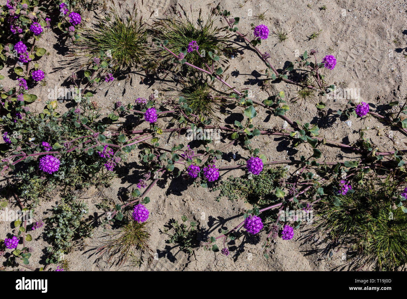 I visitatori potranno gustarsi la verbena sabbia (Abronia villosa) off della S22 road a ANZA BORREGO Desert State Park durante un super bloom - California Foto Stock