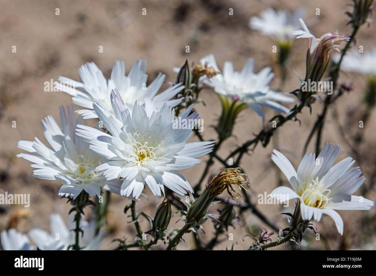 Deserto di cicoria (Rafinesquia neomexicana) che fiorisce in ANZA BORREGO Desert State Park durante un super bloom - California Foto Stock