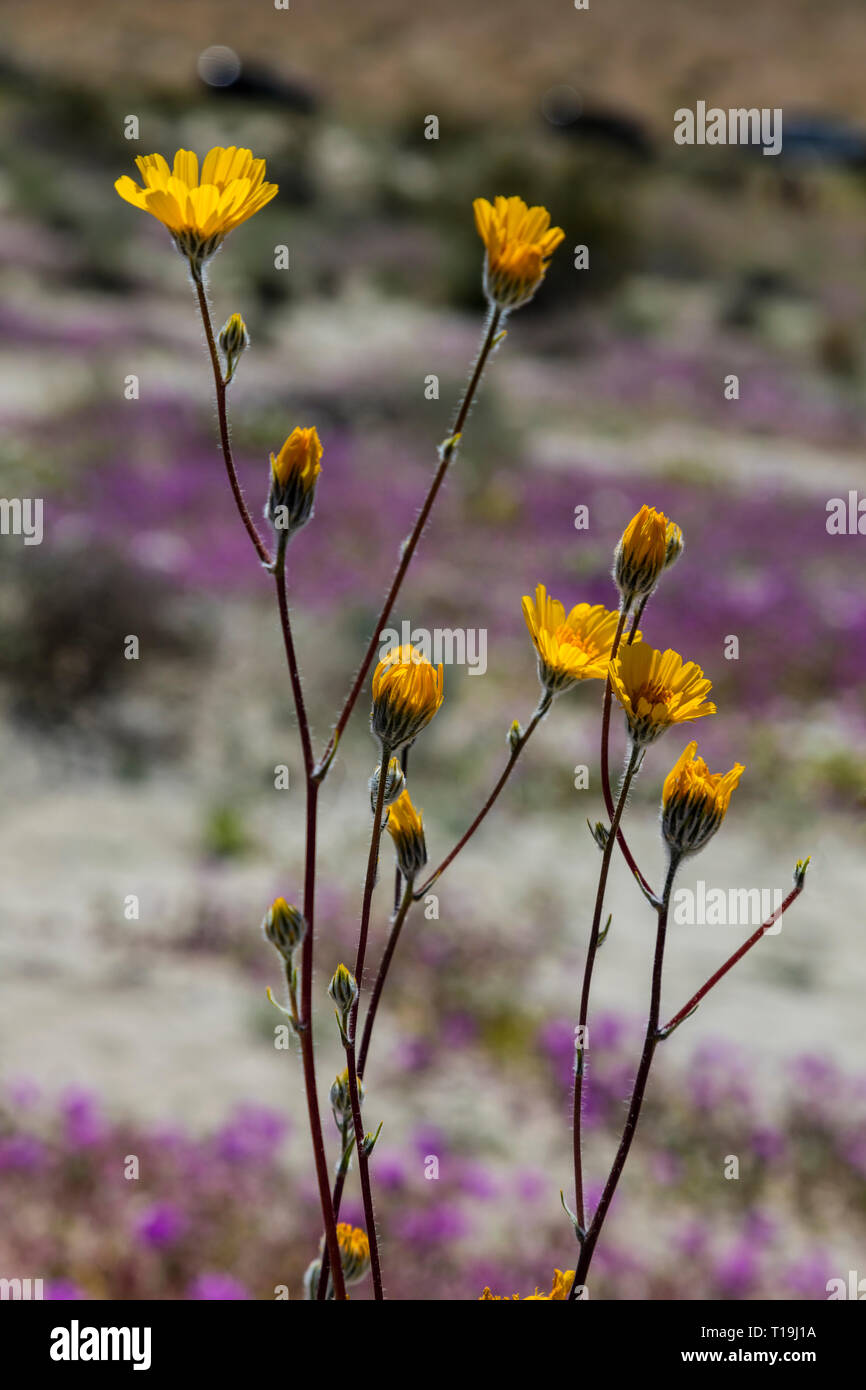 Deserto Il Girasole (Geraea canescens) fiorisce in ANZA BORREGO Desert State Park durante un super bloom - California Foto Stock