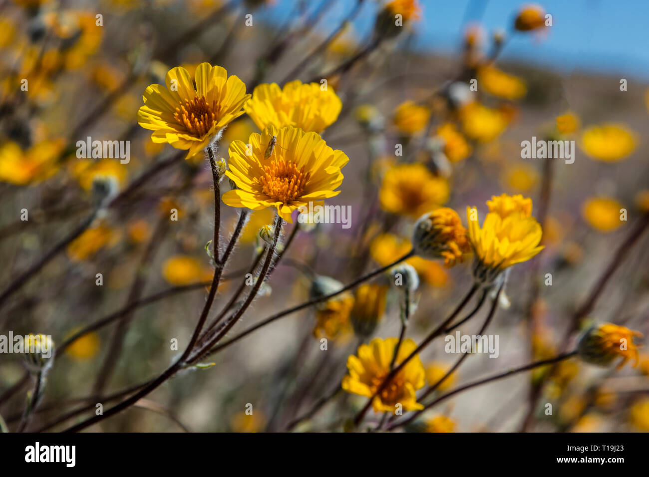 Deserto Il Girasole (Geraea canescens) fiorisce in ANZA BORREGO Desert State Park durante un super bloom - California Foto Stock