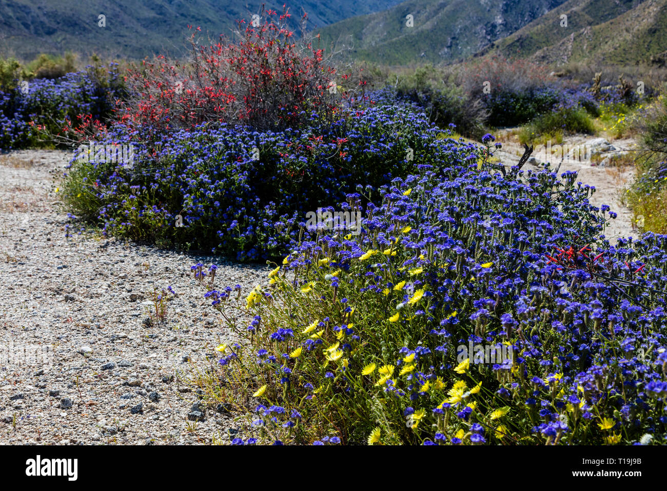 BLUE PHACELIA (Phacelia distans) & CHUPAROSA (Justicia californica) durante un superbloom - ANZA BORREGO Desert State Park, California Foto Stock