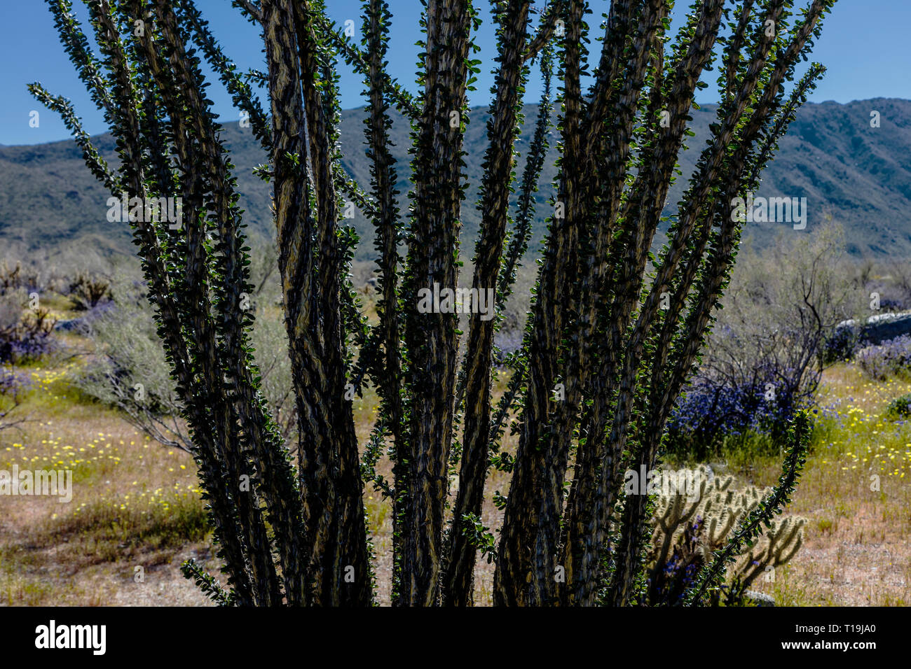 OCOTILLO (Fouquieria splendens) fiorisce vicino a Borrego Springs - ANZA BORREGO Desert State Park, California Foto Stock