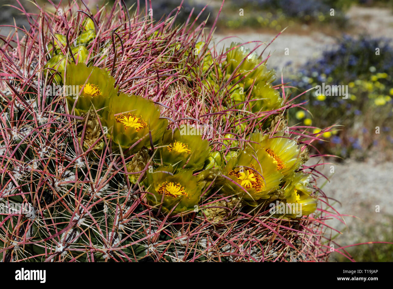 Un barile CACTUS (Ferocactus wislizeni) che fiorisce in ANZA BORREGO Desert State Park, California Foto Stock