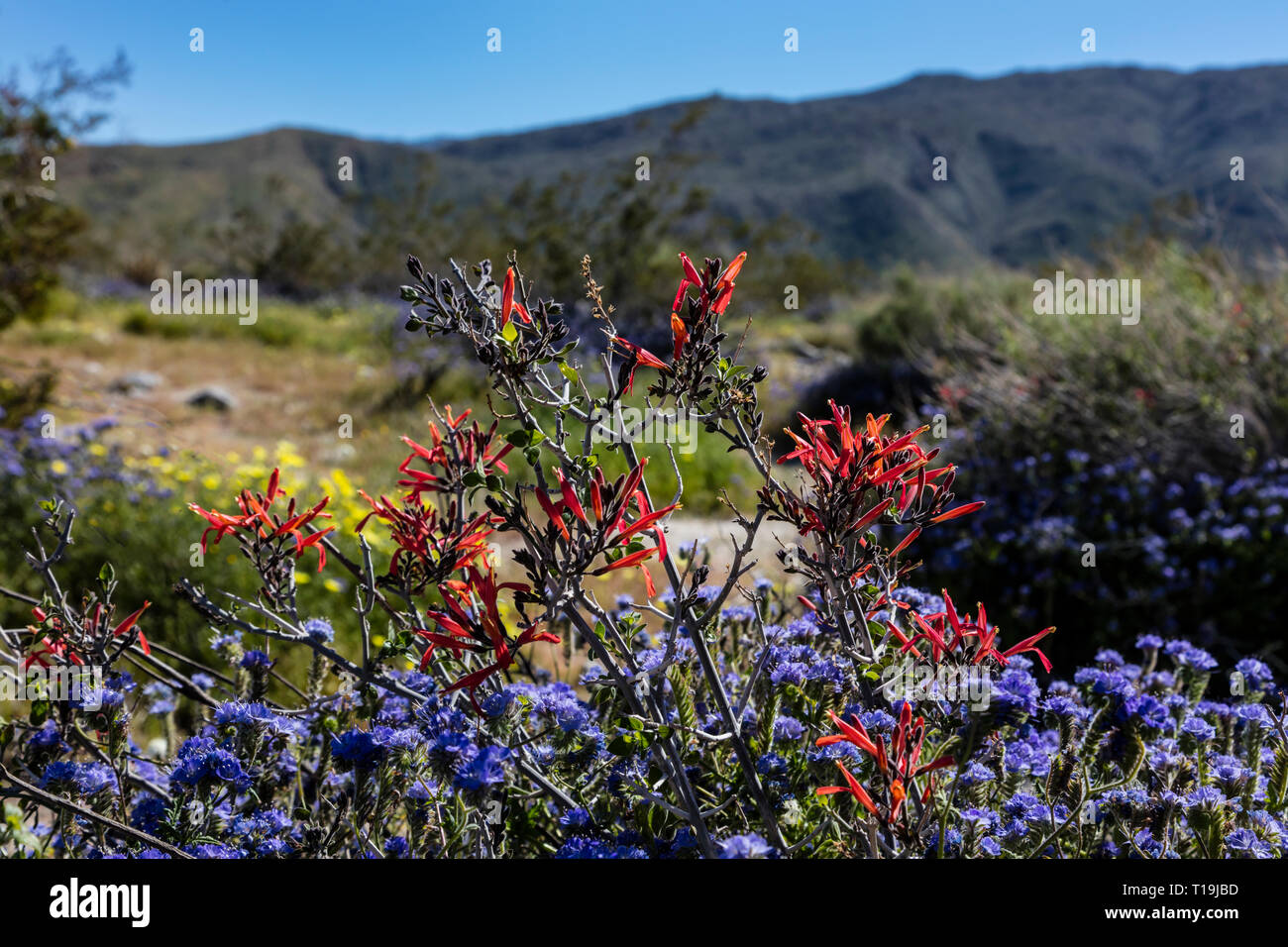 CHUPAROSA (JUSTICIA CALIFORNICA) in Bloom - ANZA BORREGO Desert State Park, California Foto Stock