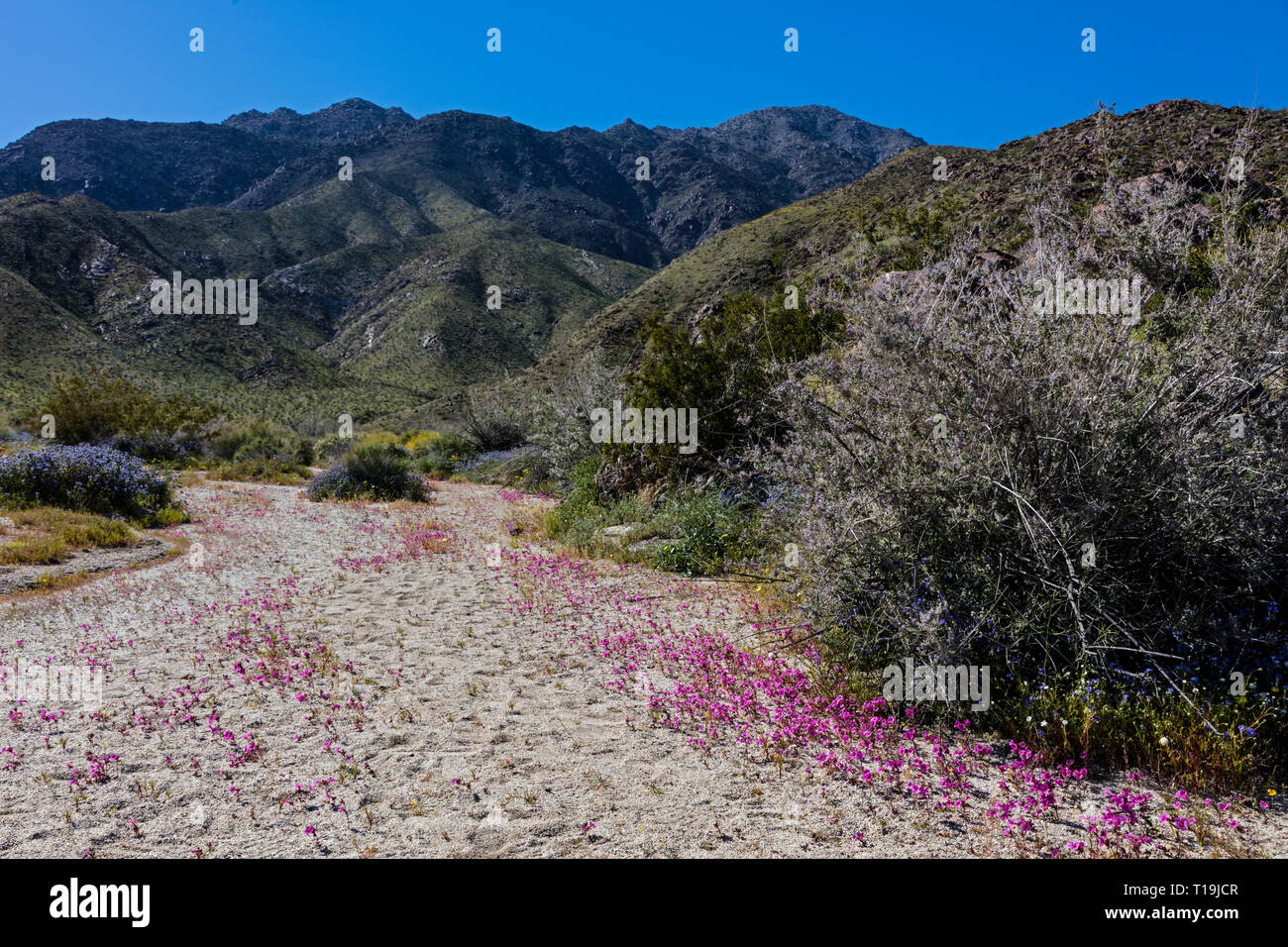Tappetino viola (Nama demissum) fiorisce in un lavaggio in ANZA BORREGO Desert State Park, California Foto Stock