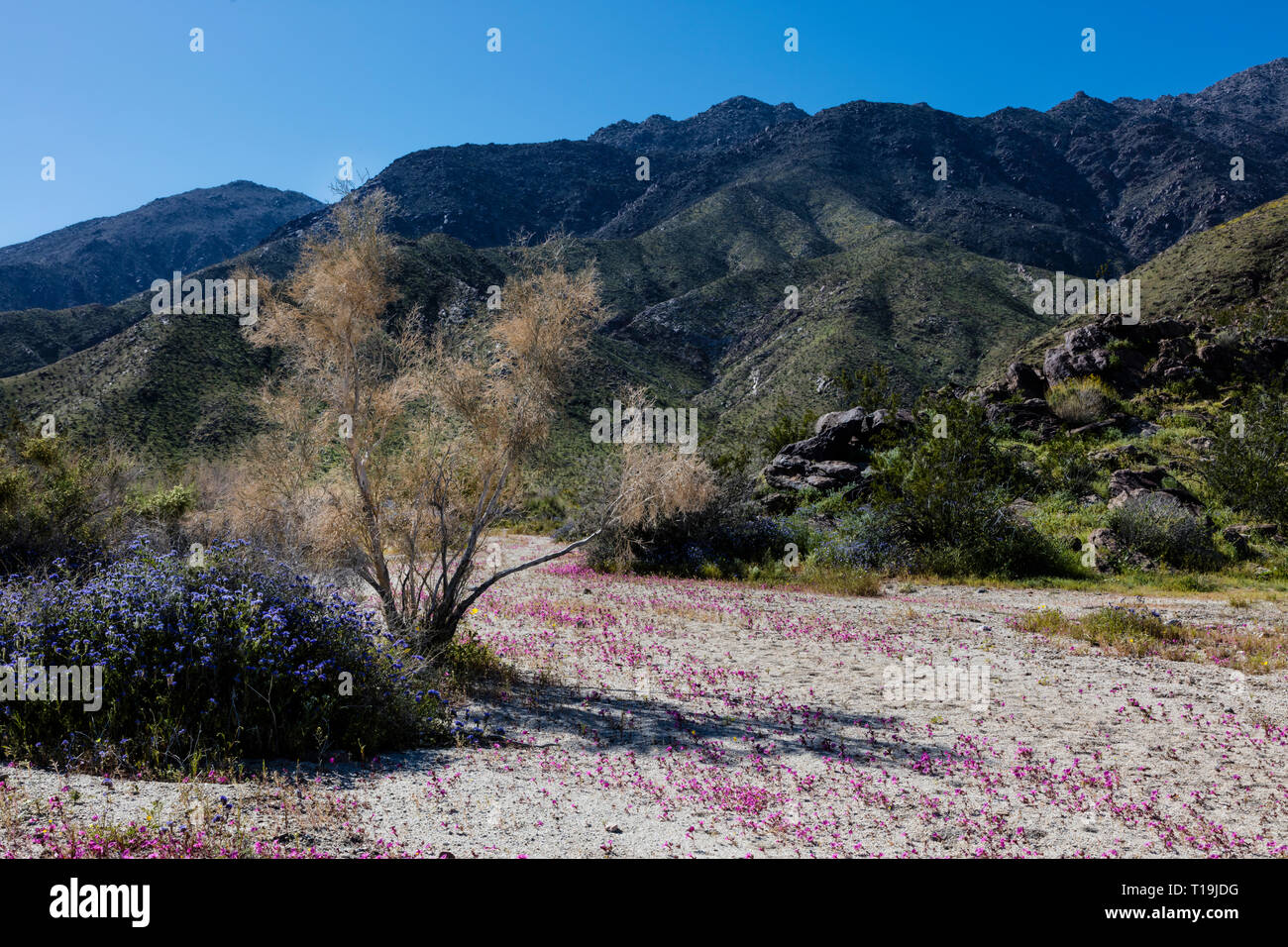 Un MESQUITE BUSH & VIOLA MAT (Nama demissum) che fiorisce in un lavaggio in ANZA BORREGO Desert State Park, California Foto Stock