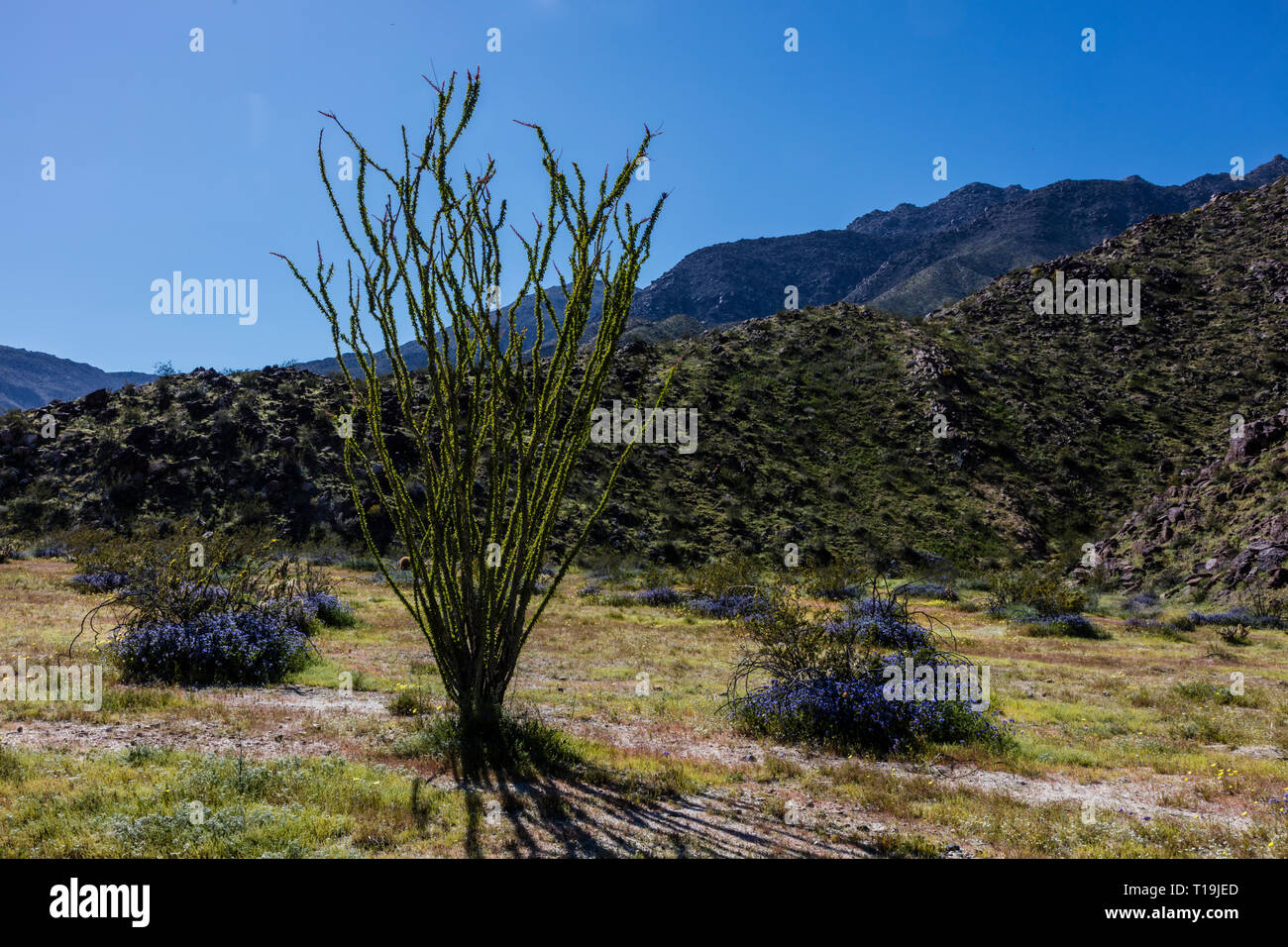 OCOTILLO (Fouquieria splendens) fiorisce vicino a Borrego Springs - ANZA BORREGO Desert State Park, California Foto Stock