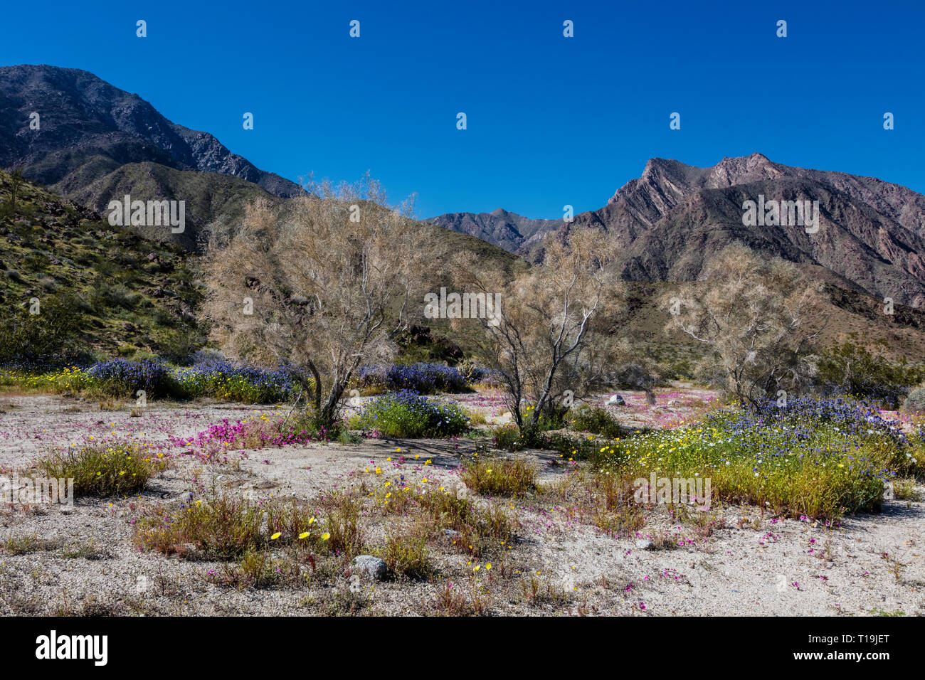 Cespugli di Mesquite e viola MAT (Nama demissum) che fiorisce in un lavaggio in ANZA BORREGO Desert State Park, California Foto Stock