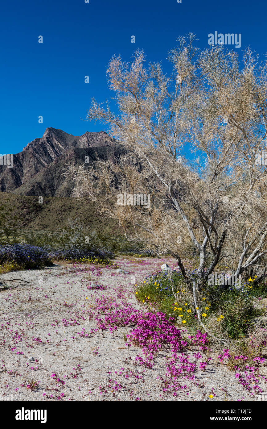 Cespugli di Mesquite e viola MAT (Nama demissum) che fiorisce in un lavaggio in ANZA BORREGO Desert State Park, California Foto Stock