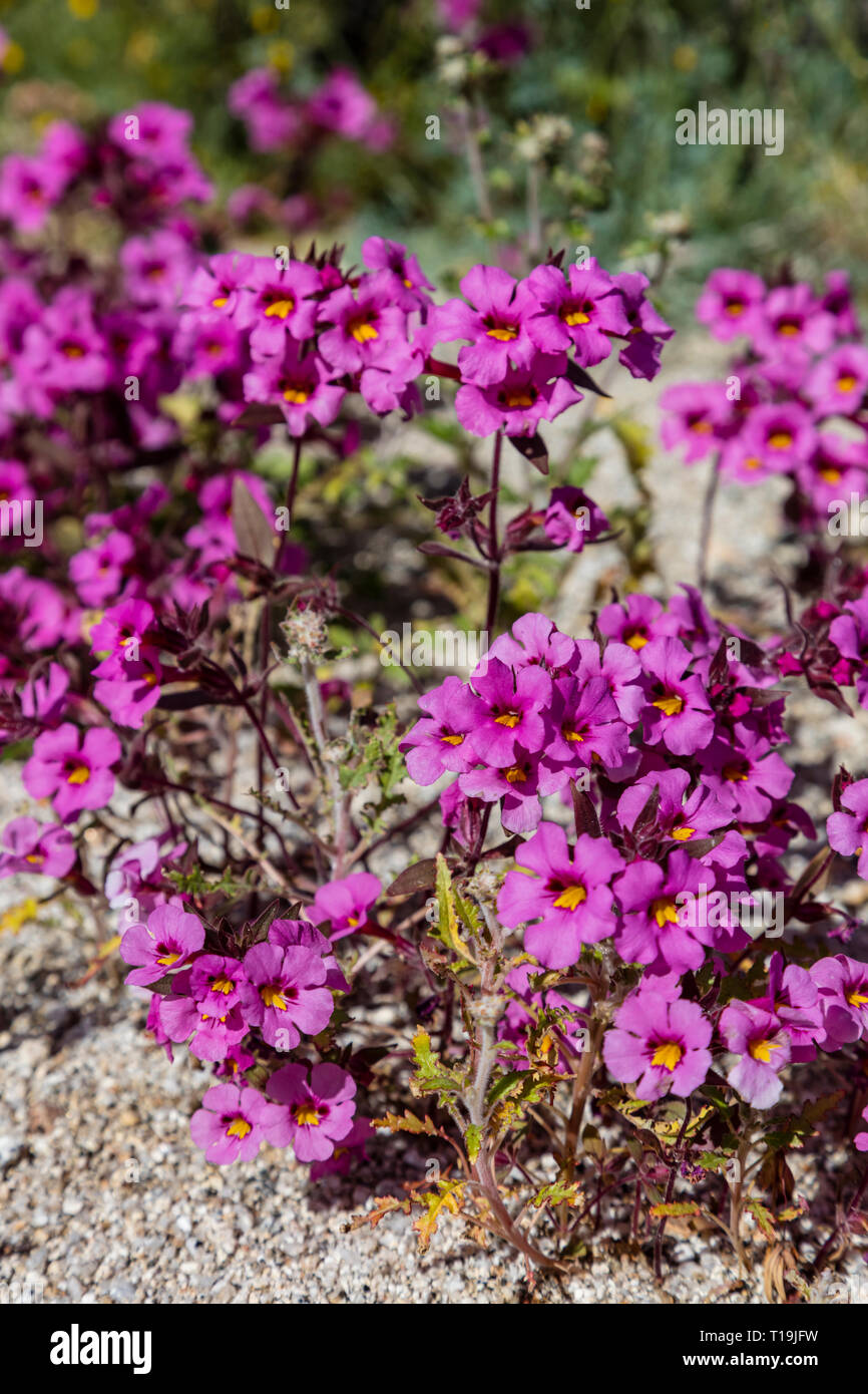 Tappetino viola (Nama demissum) che fiorisce in un lavaggio in ANZA BORREGO Desert State Park, California Foto Stock