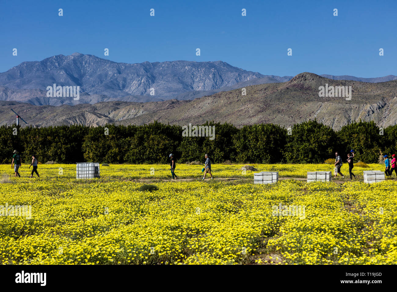 Un campo della California di tarassaco (Malacothrix californica) in ANZA BORREGO Desert State Park, California Foto Stock