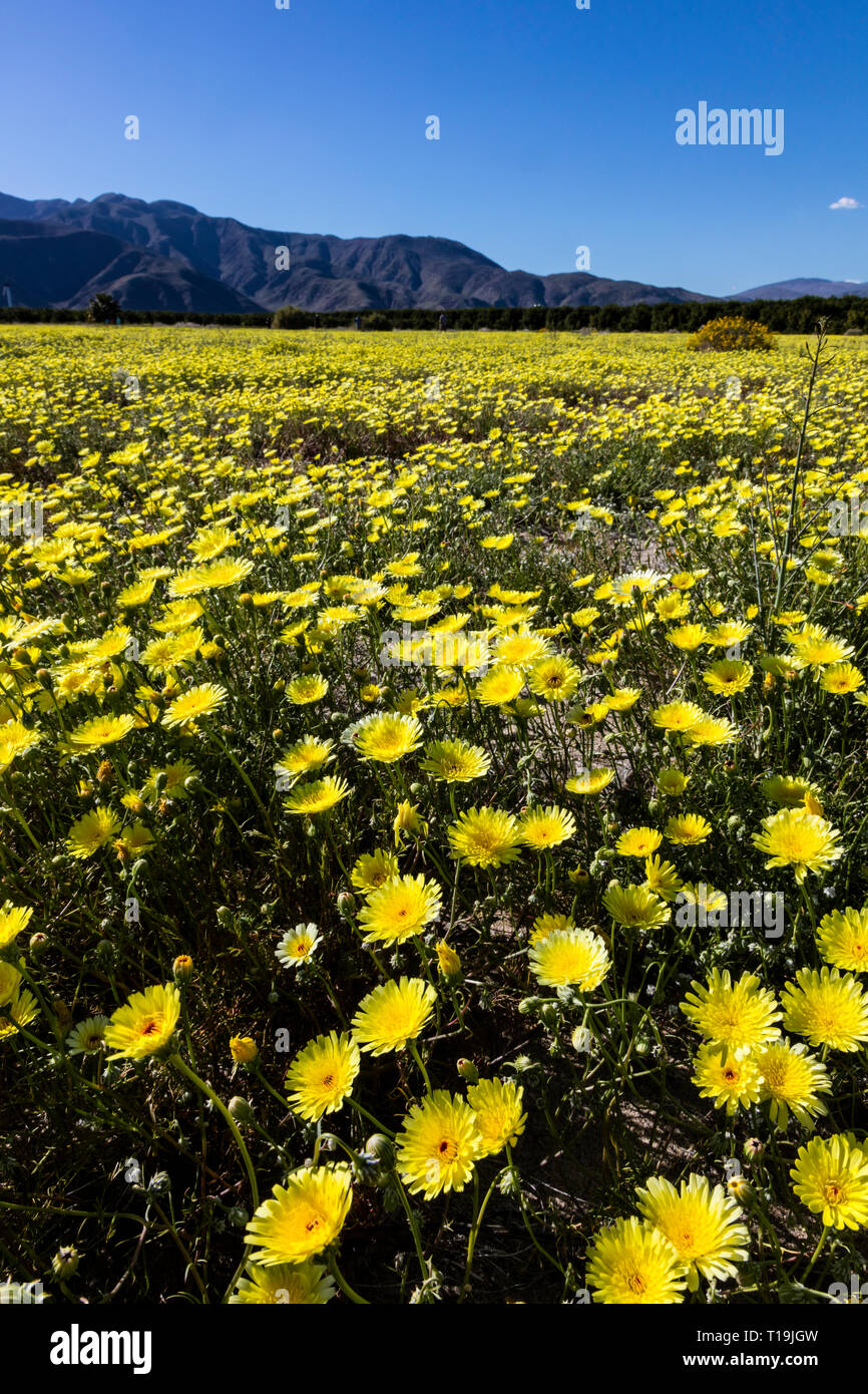 Un campo della California di tarassaco (Malacothrix californica) in ANZA BORREGO Desert State Park, California Foto Stock