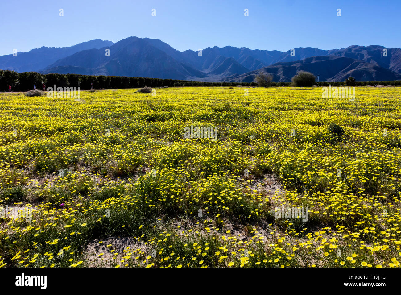 Un campo della California di tarassaco (Malacothrix californica) in ANZA BORREGO Desert State Park, California Foto Stock