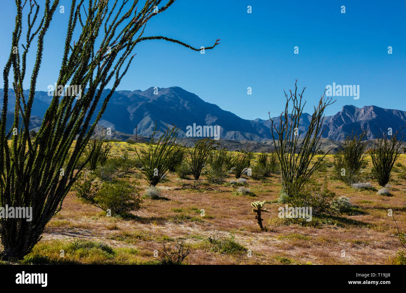 OCOTILLO (Fouquieria splendens) fiorisce vicino a Borrego Springs - ANZA BORREGO Desert State Park, California Foto Stock