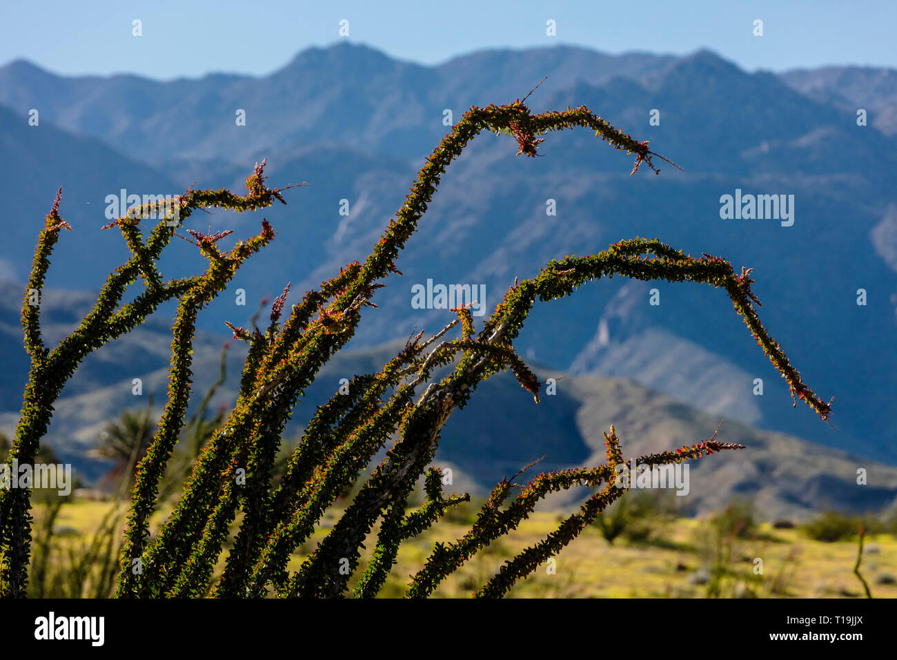 OCOTILLO (Fouquieria splendens) fiorisce vicino a Borrego Springs - ANZA BORREGO Desert State Park, California Foto Stock