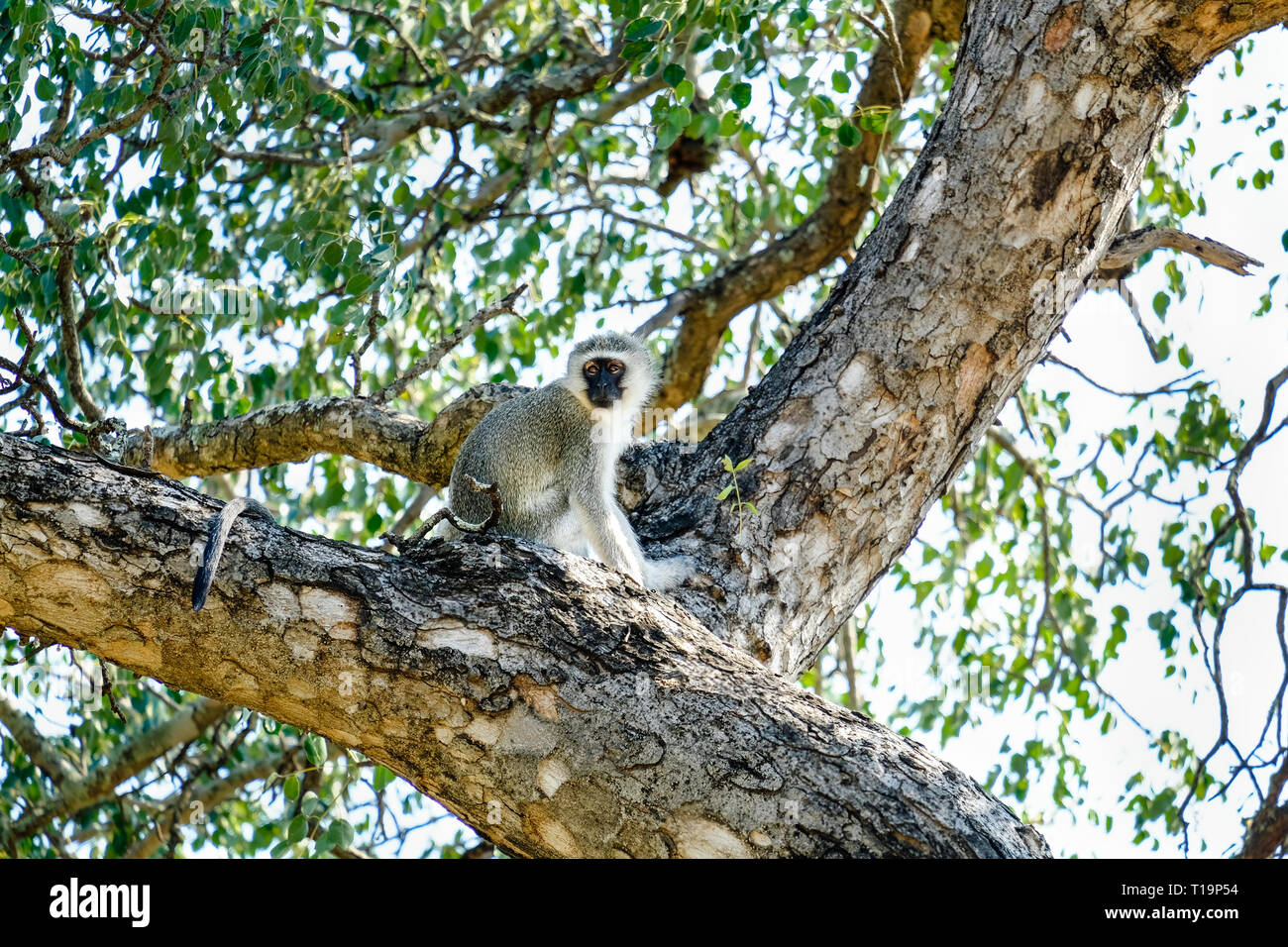 Piccola scimmia vervet sulla cima di un albero Foto Stock
