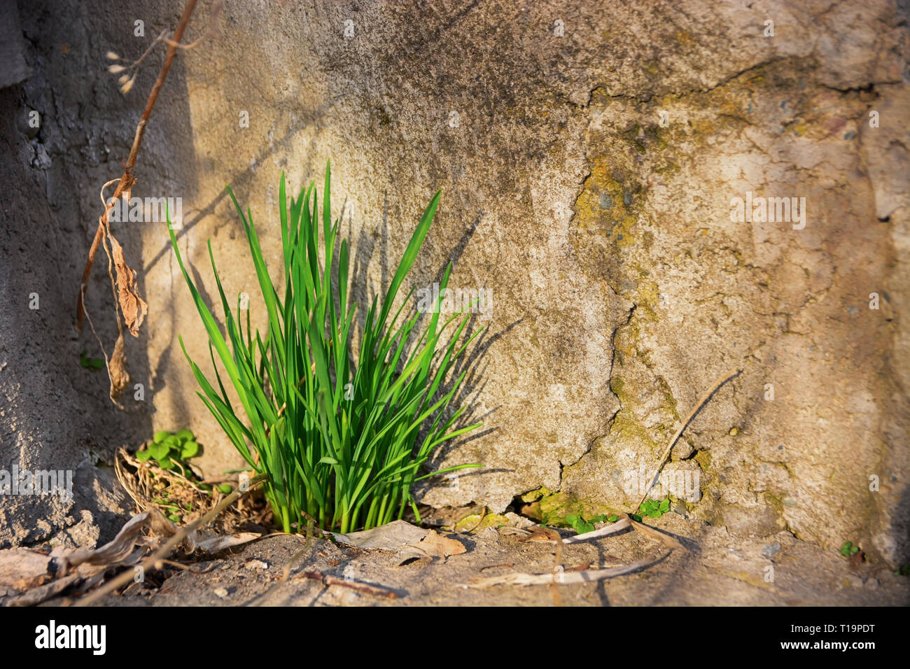 Erba verde crescere attraverso la spaccatura nel vecchio muro di pietra. Potenza della vita. Foto Stock
