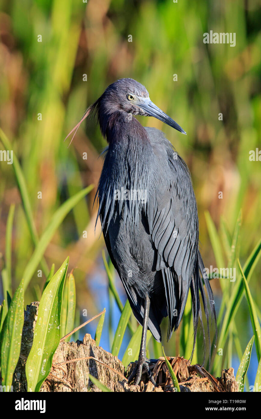 Piccolo airone cenerino (Egretta caerulea) seduto in canne. Foto Stock