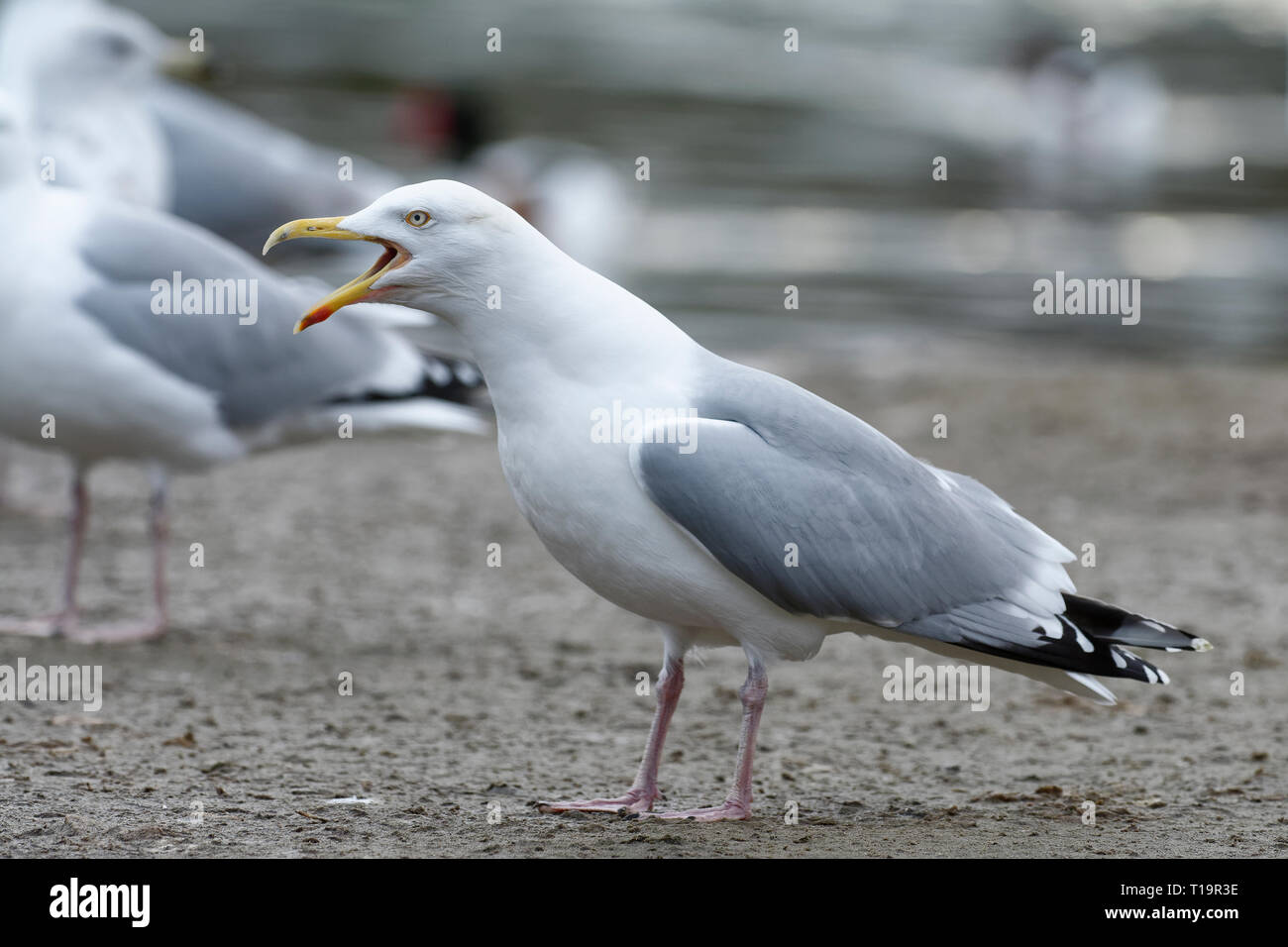 Aringa Gull - Larus argentatus chiamando per adulti Foto Stock