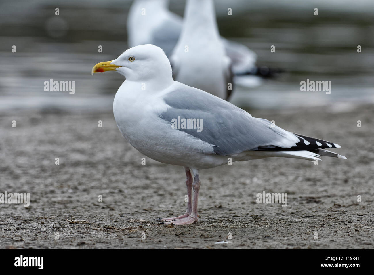 Aringa Gull - Larus argentatus adulto Foto Stock