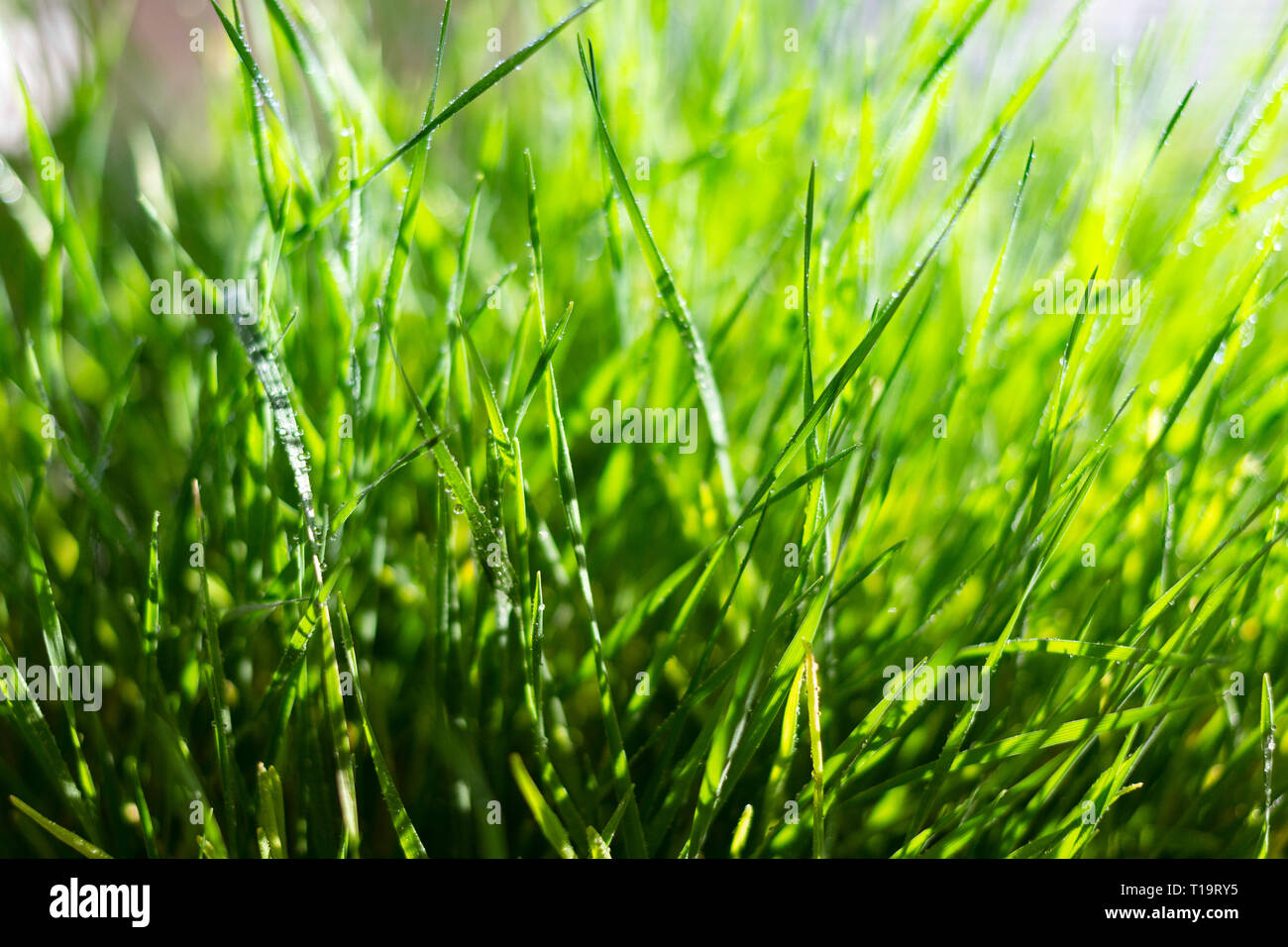 Macro shot di wheatgrass, chiazzato con gocce di acqua Foto Stock