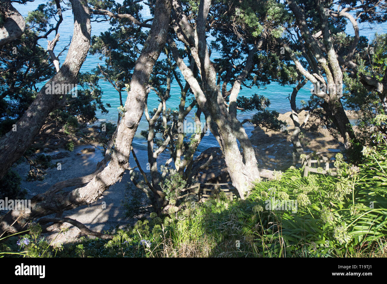 Alberi Pohutukawa lungo la strada. Foto Stock