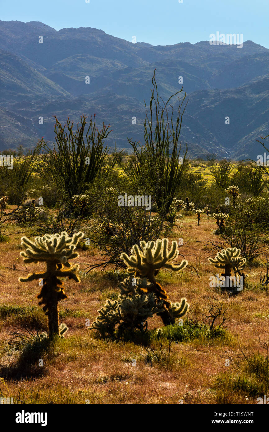 OCOTILLO (Fouquieria splendens) e CHOLLO CACTUS (Opuntia cactacea) flourishe vicino a Borrego Springs - ANZA BORREGO Desert State Park, California Foto Stock