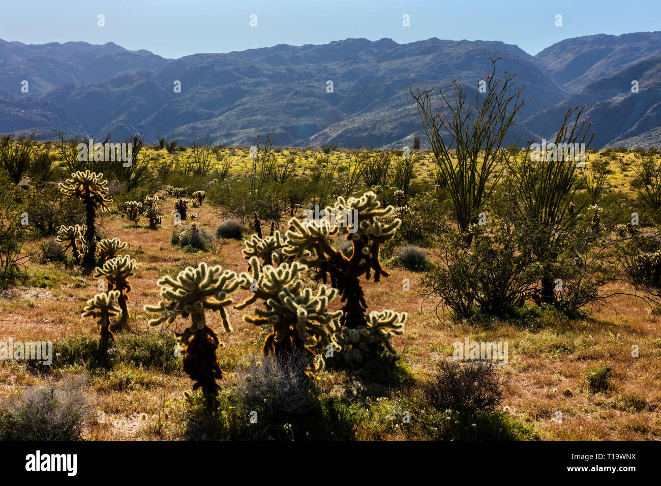 OCOTILLO (Fouquieria splendens) e CHOLLO CACTUS (Opuntia cactacea) flourishe vicino a Borrego Springs - ANZA BORREGO Desert State Park, California Foto Stock