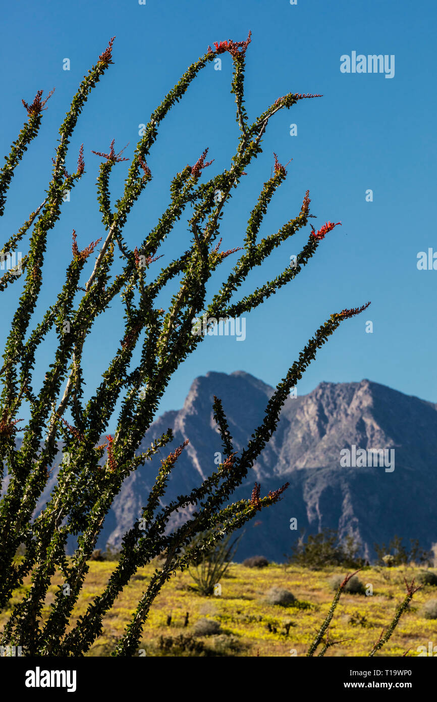 OCOTILLO (Fouquieria splendens) fiorisce vicino a Borrego Springs - ANZA BORREGO Desert State Park, California Foto Stock