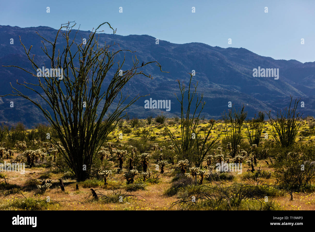 OCOTILLO (Fouquieria splendens) e CHOLLO CACTUS (Opuntia cactacea) flourishe vicino a Borrego Springs - ANZA BORREGO Desert State Park, California Foto Stock