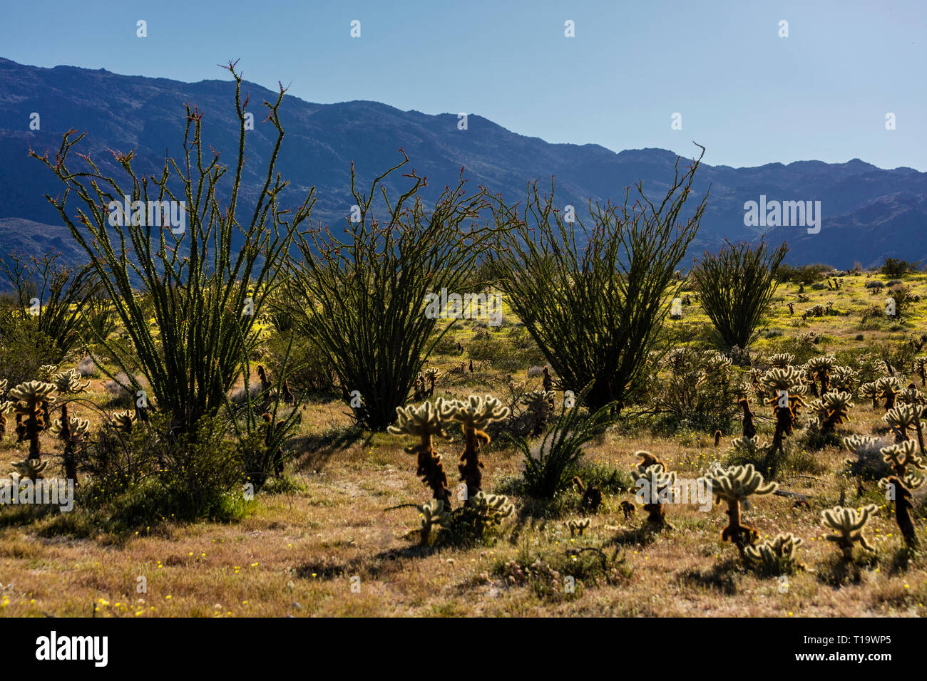 OCOTILLO (Fouquieria splendens) e CHOLLO CACTUS (Opuntia cactacea) flourishe vicino a Borrego Springs - ANZA BORREGO Desert State Park, California Foto Stock