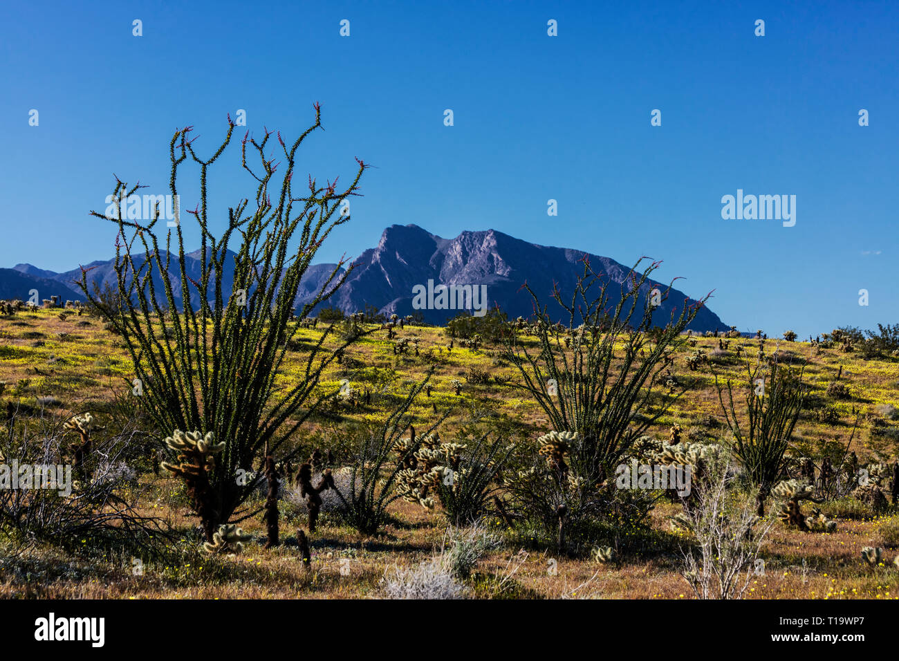 OCOTILLO (Fouquieria splendens) e CHOLLO CACTUS (Opuntia cactacea) flourishe vicino a Borrego Springs - ANZA BORREGO Desert State Park, California Foto Stock