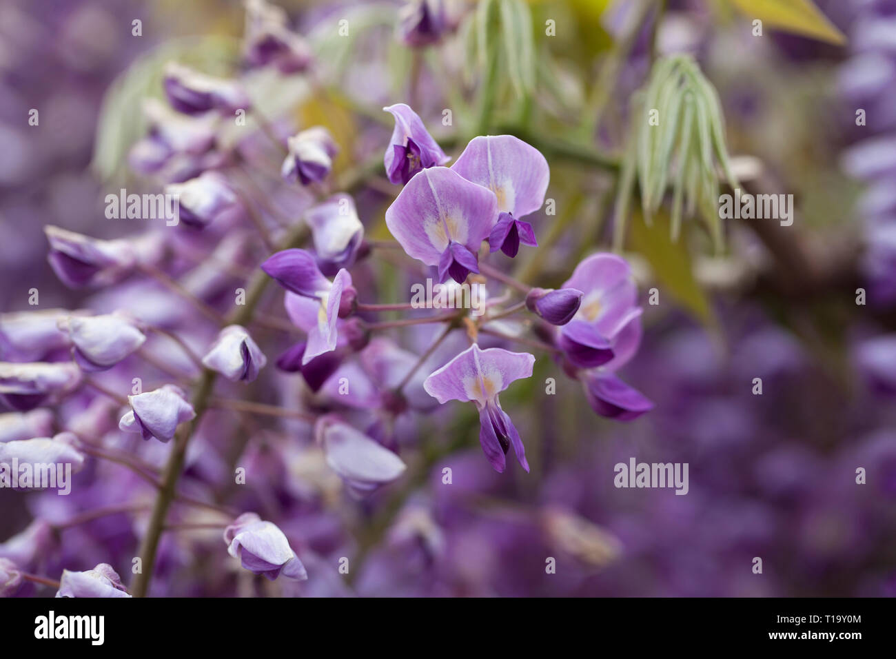 Primo piano di petali di glicine a Ashikaga parco floreale in Giappone Foto Stock