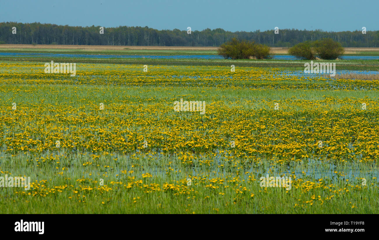 Bellissimo paesaggio a molla del Biebrza National Park. Foto Stock