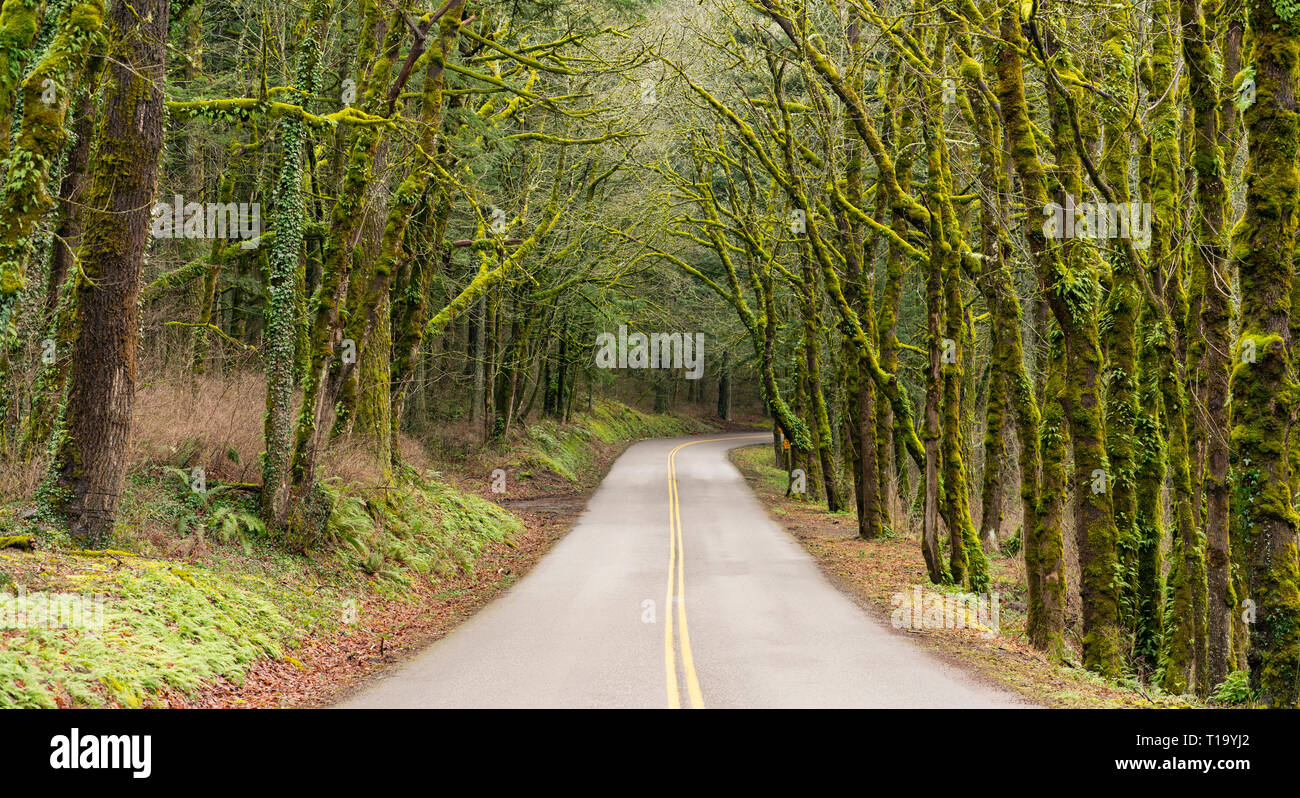 La crescita di muschio e felci coprire gli alberi lungo la superstrada in stato Washinigton Foto Stock