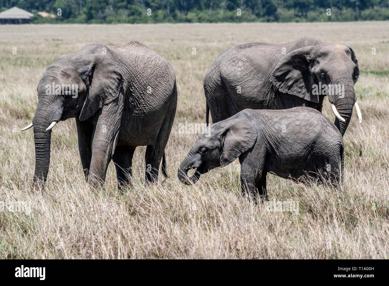 Elefante africano famiglia alimentazione erba secca nel Maasai Mara Foto Stock