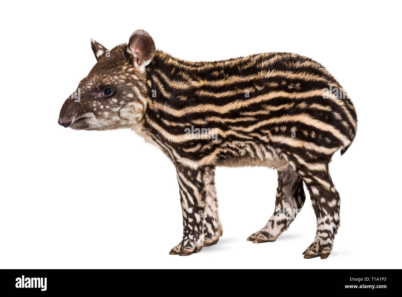 Mese vecchio tapiro brasiliano in piedi di fronte a uno sfondo bianco Foto Stock