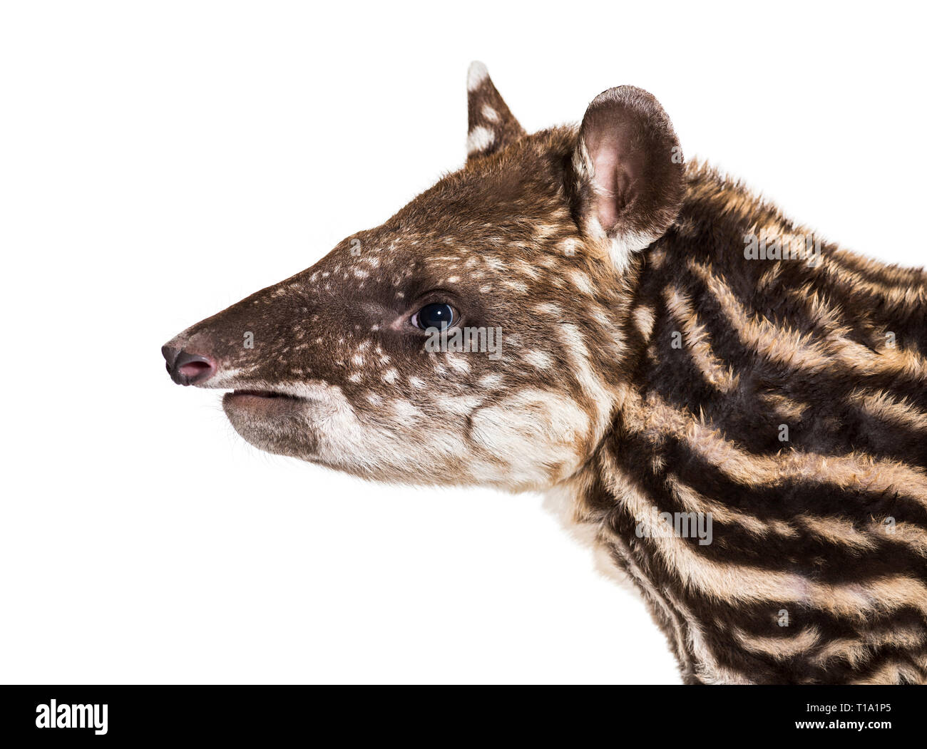 Mese vecchio tapiro brasiliano di fronte a uno sfondo bianco Foto Stock